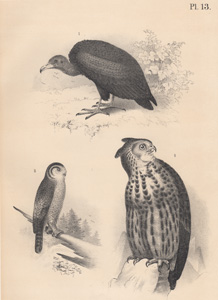The Turkey Buzzard, The Hawk Owl, The Great Horned Owl